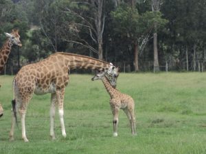 Baby Giraffe at MOGO ZOO NSW Australia